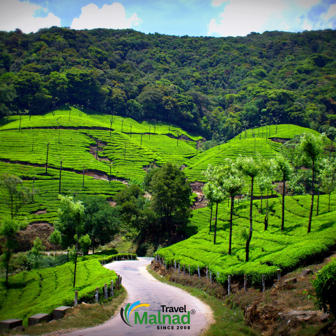 Sakleshpur Homestays for Trip | Estate stays in Sakleshpura | Sakleshpur vacation homes